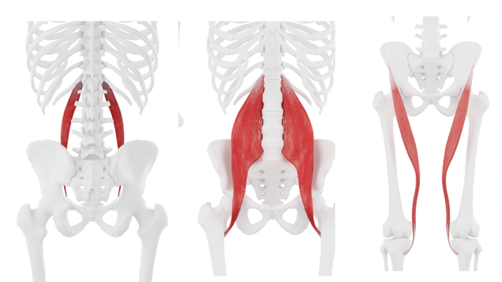 Hip Flexor Muscles  Anatomy Of The 5 Major Hip Flexors