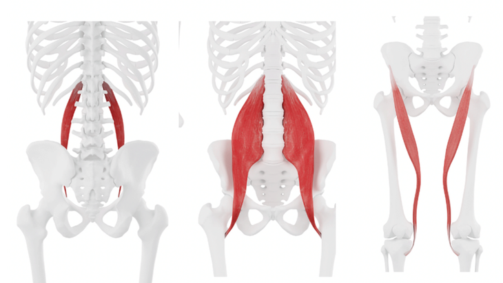 All About Your Hip Flexors Anatomy Stony Plain - Boost PT