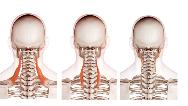Anatomical illustrations of cervical spine and related musculature
