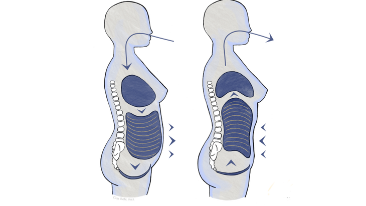 Ilustração da pressão abdominal relacionada à disfunção do assoalho pélvico e à saúde do assoalho pélvico durante a inspiração e a expiração