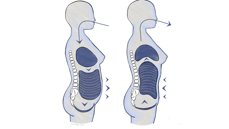 Illustration of abdominal pressure as it relates to pelvic floor dysfunction and pelvic floor health during inhalation and exhalation