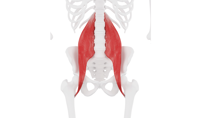 An anatomical illustration of the psoas muscles running along each side of the spine and attaching to the femur.