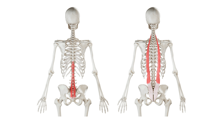 Anatomical illustrations of a skeleton and the muscles implicated in lower back pain, including the multifidus and the paraspinals.