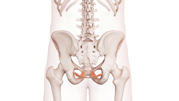 Illustration of pelvic floor muscles and the anatomy relative to the pelvic bones