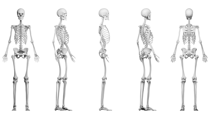 Anatomical illustration of a skeleton showing the variable anatomy of arm length relative to leg length