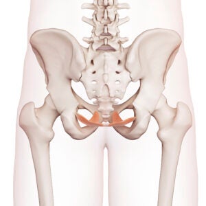 Anatomical illustration of the pelvic bones and muscles to depict what pelvic floor health is