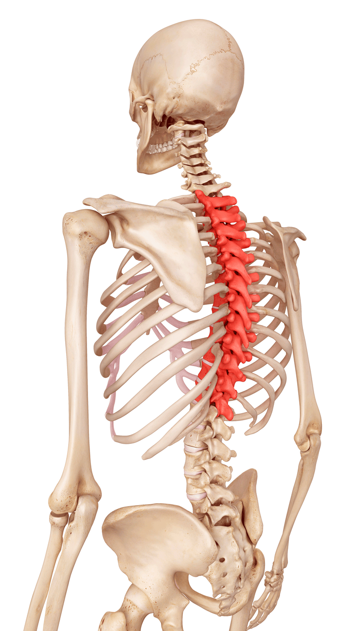 Anatomical illustration of a skeleton with the thoracic spine highlighted