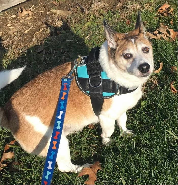 My Dog Doesn’t Want to Walk. It Turned Into a Mindfulness Lesson.