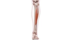 7 Essential Stretches for Shin Splints