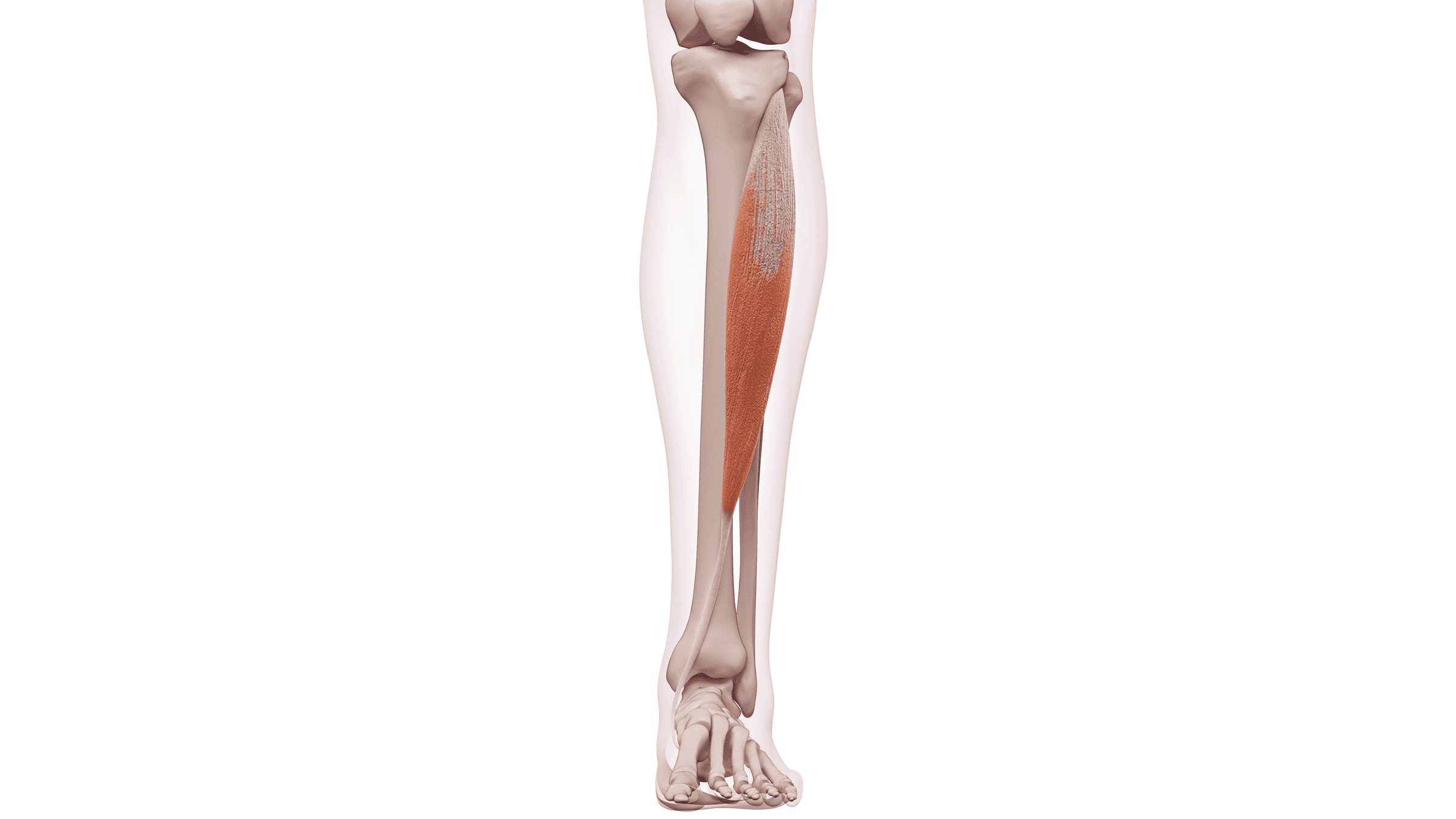 7 Essential Stretches for Shin Splints