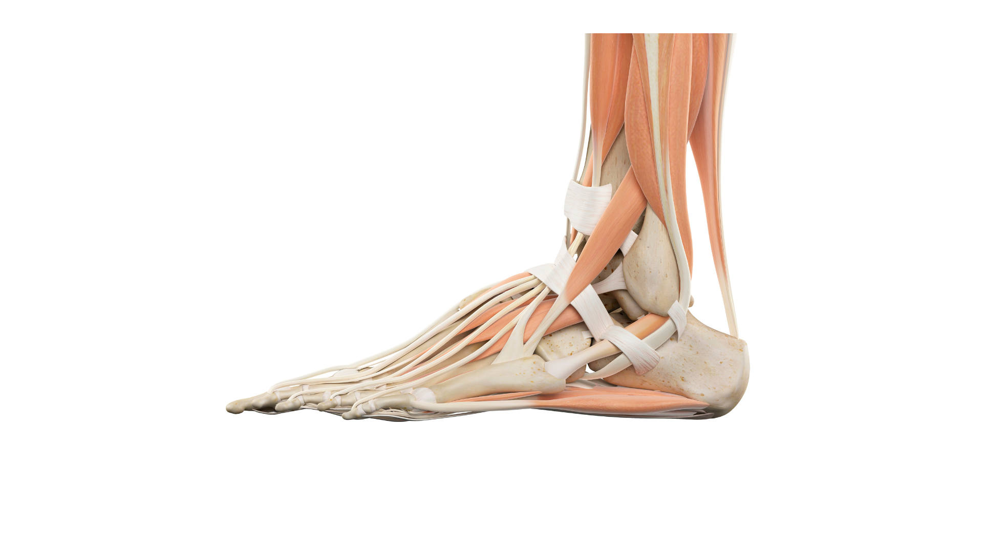 Anatomical illustration of an ankle including the ligaments, tendons, and muscles