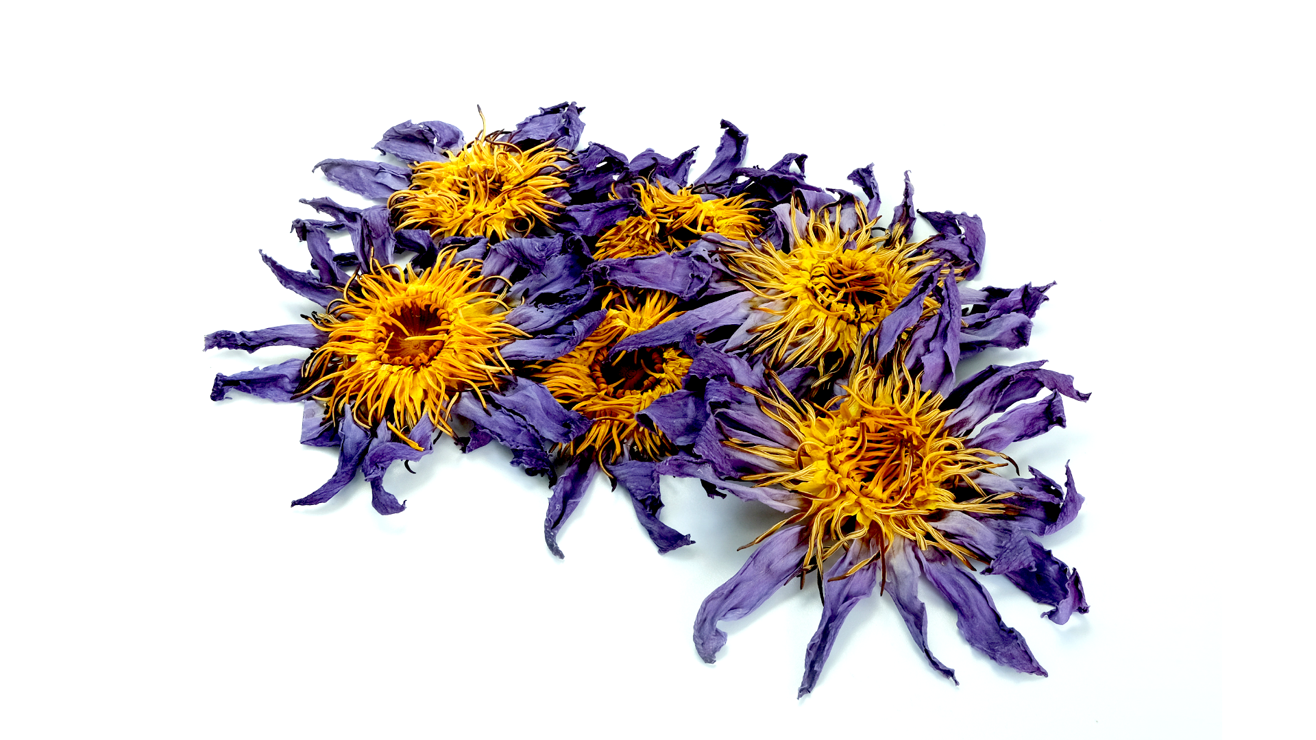 Dried Egyptian blue lotus flower