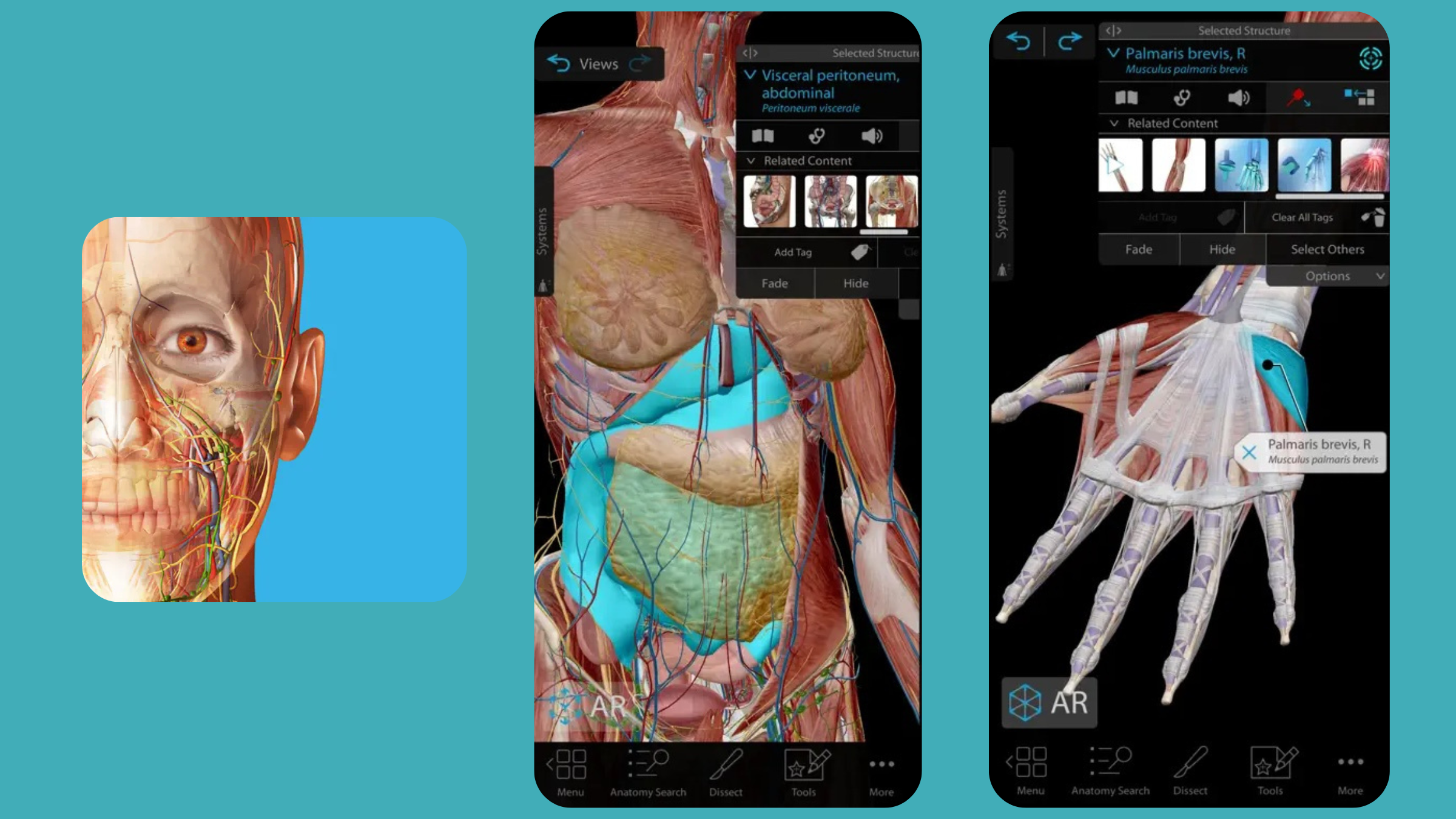 best anatomy apps: screen grabs from the human anatomy atlas