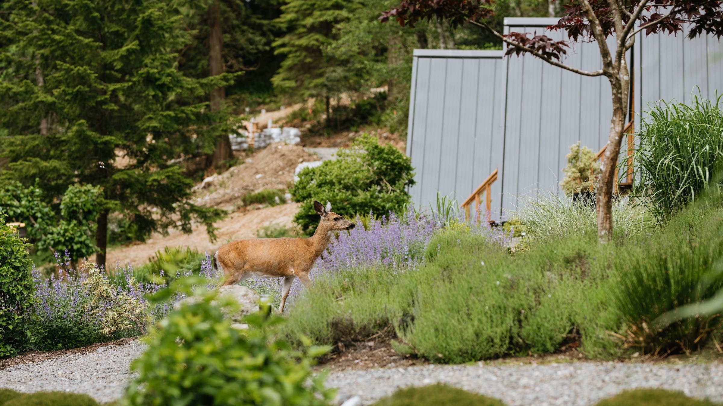 a deer wanders around bowen island