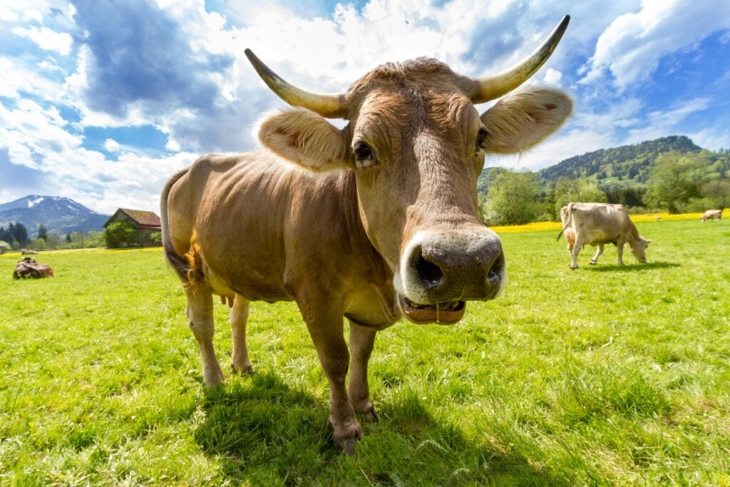 This One Extremely Unusual Cue Will Completely Transform Your Cow Pose