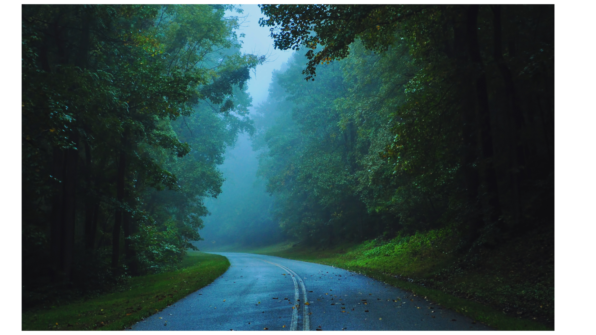 Blue Ridge Parkway as a two-lane asphalt highway with trees meeting overhead