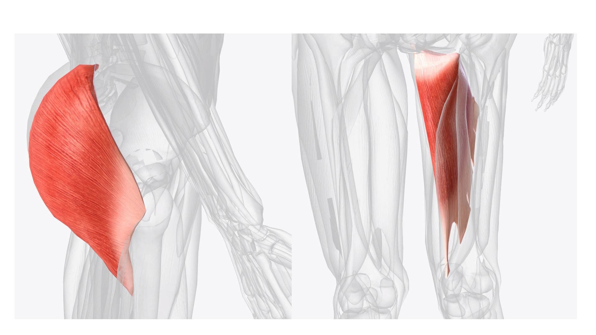 Anatomical illustration of the gluteus maximus and adductor magnus.