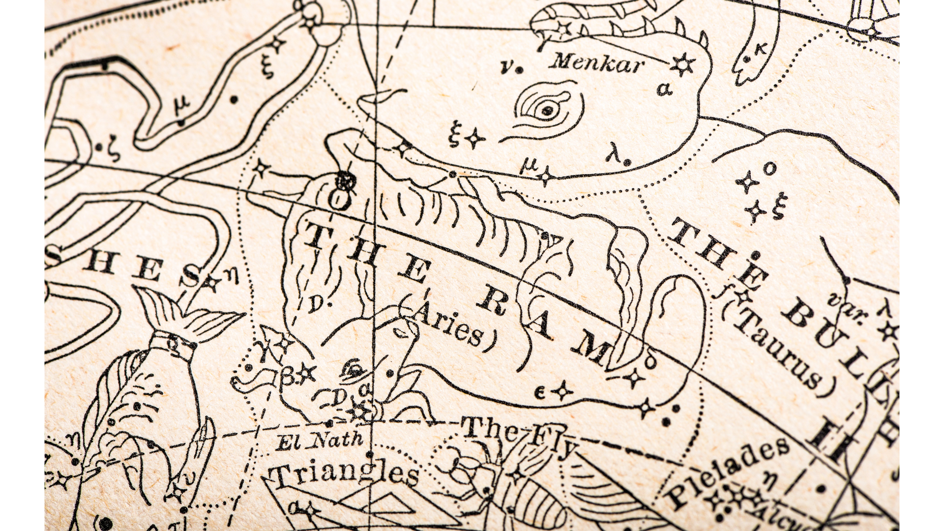 Vintage illustration of the Ram or the constellation of Aries
