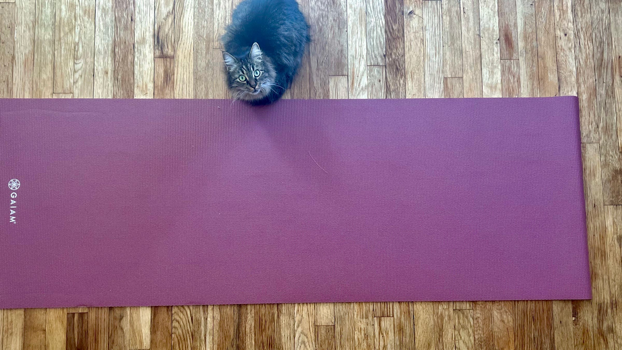 Aerial shot of Gaiam purple yoga mat on hardwood floor with cat in frame