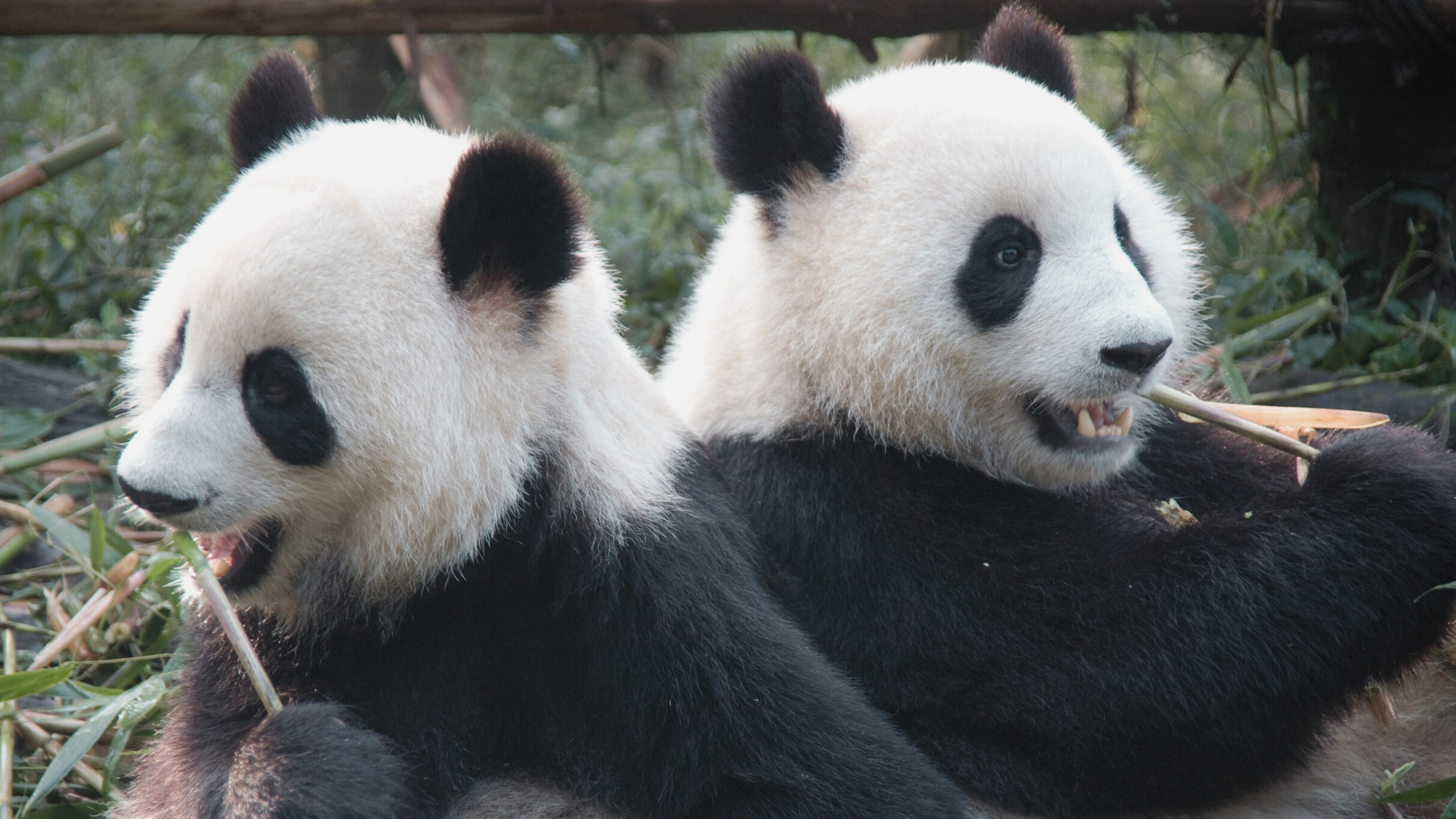 Two giant pandas eating bamboo