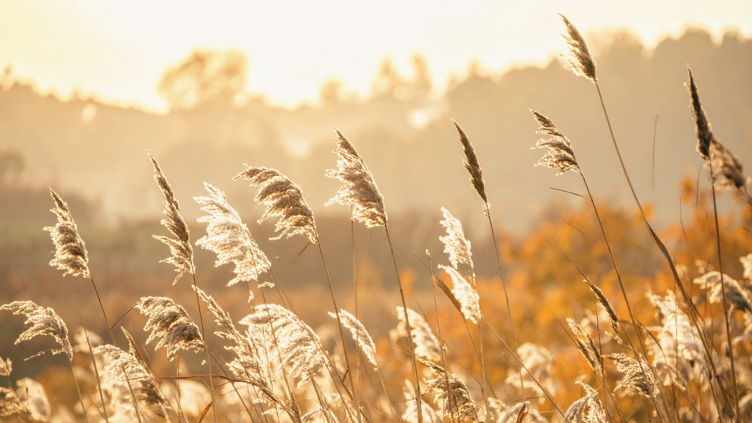 A wheat field in natural light