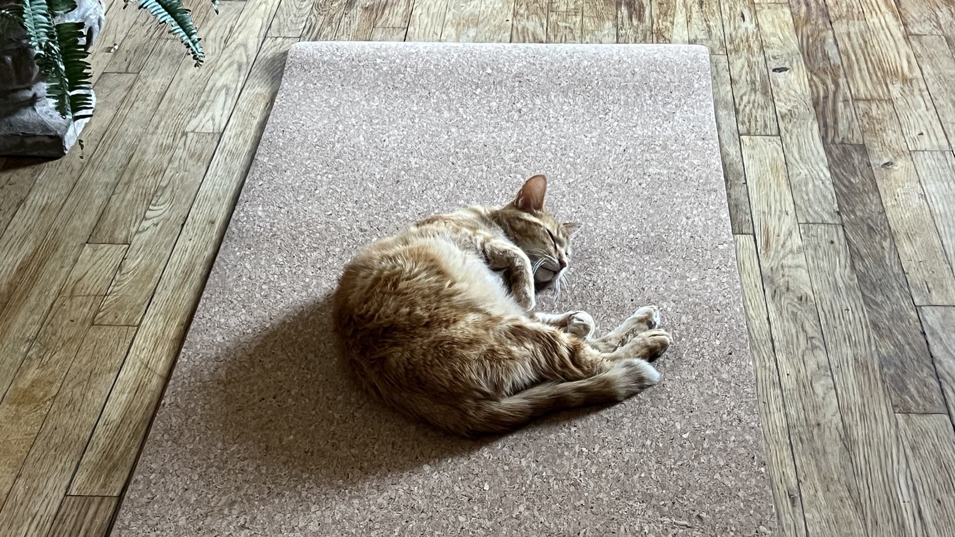 42 Birds Cork Yoga Mat tester image with cat