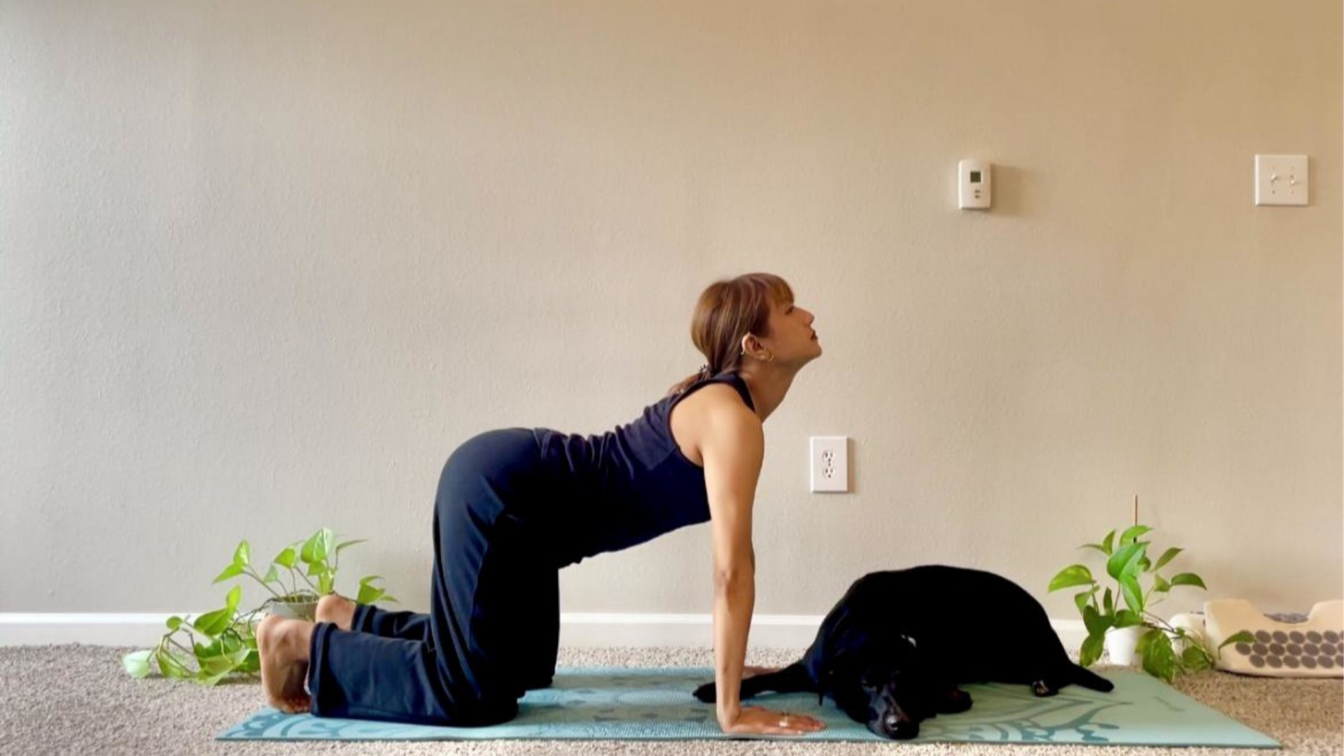 Woman kneels on a yoga mat on her hands and knees, arching her back into cow pose, with her dog, Sloan, by her side.