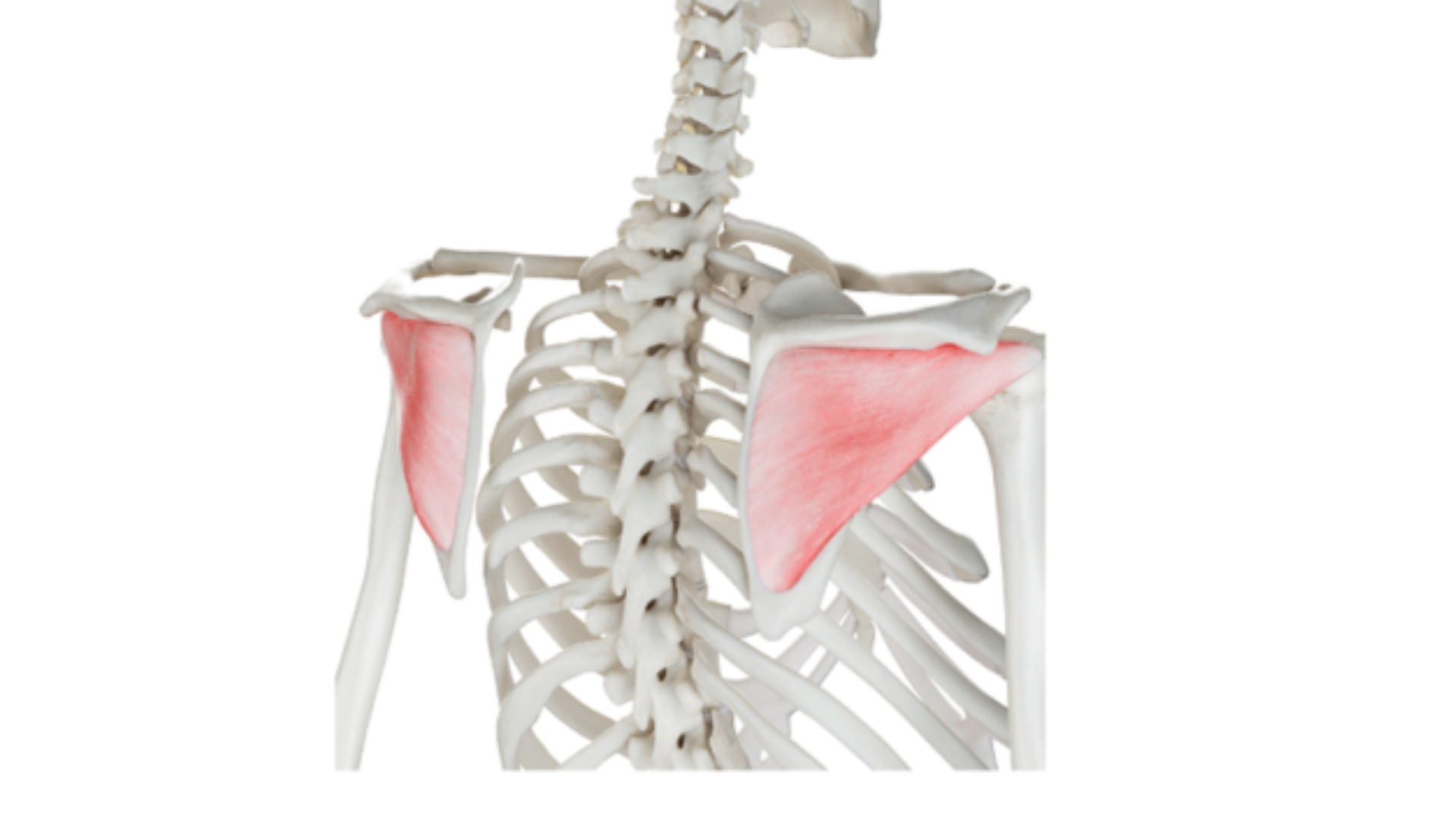 No One Talks About This Shoulder Muscle, But Everyone Needs to Strengthen It