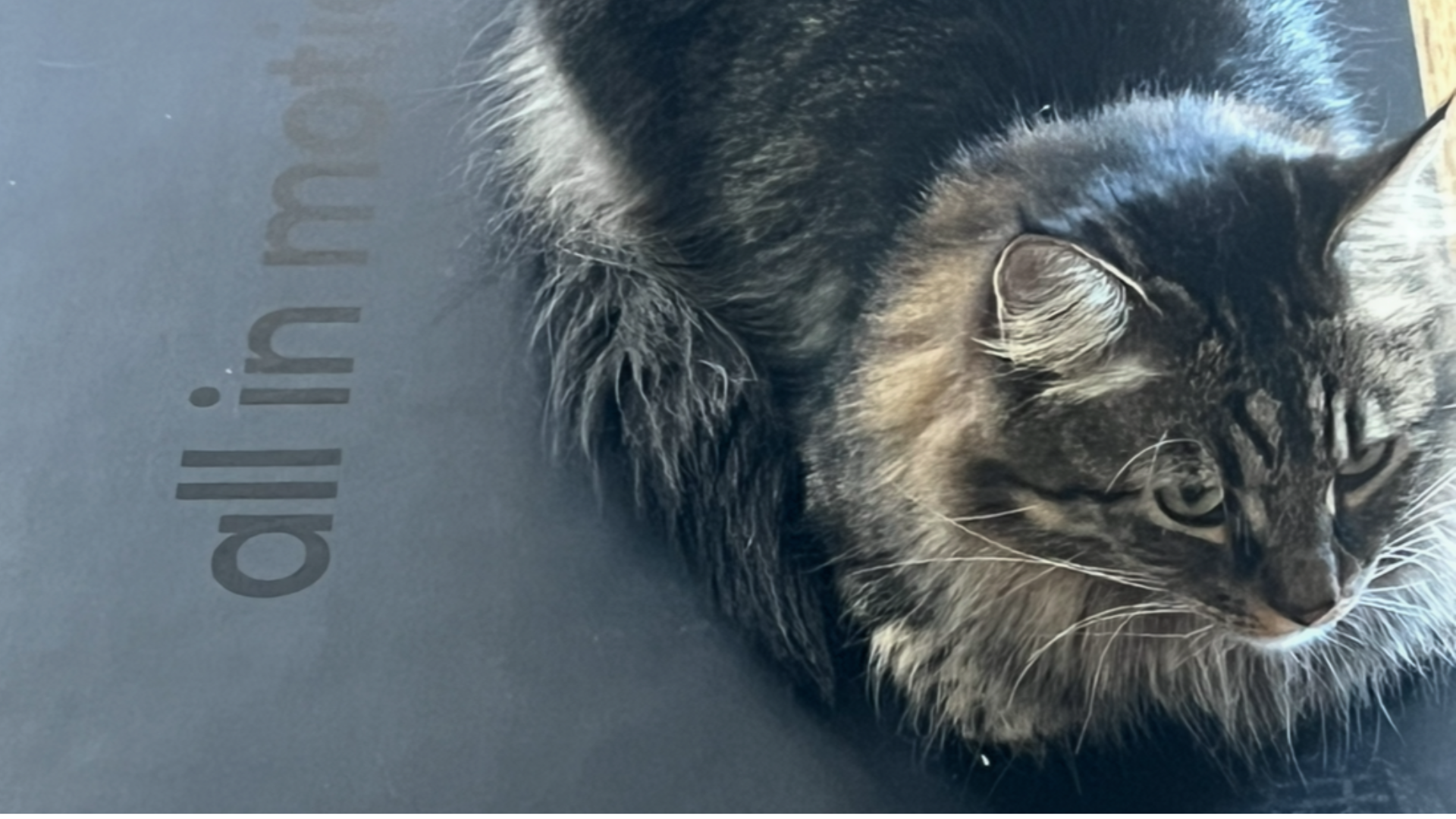 An All in Motion Peak yoga mat with the writer and yoga mat expert tester's cat sitting on top of it.